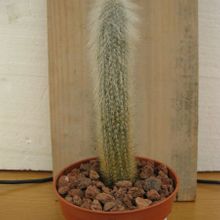 A photo of Cleistocactus hyalacanthus