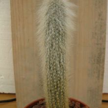 A photo of Cleistocactus hyalacanthus