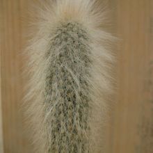 A photo of Cleistocactus hyalacanthus