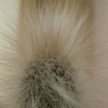 A photo of Cleistocactus hyalacanthus