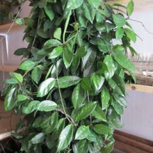 A photo of Hoya carnosa var. carnosa