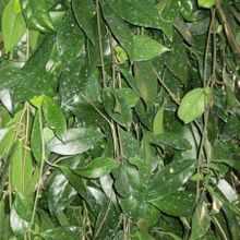 A photo of Hoya carnosa var. carnosa
