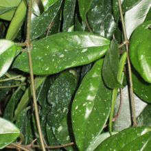 A photo of Hoya carnosa var. carnosa