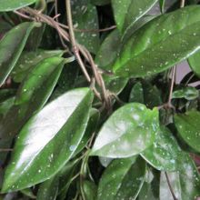 A photo of Hoya carnosa var. carnosa