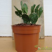 A photo of Brasiliopuntia brasiliensis