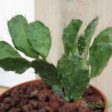 A photo of Brasiliopuntia brasiliensis