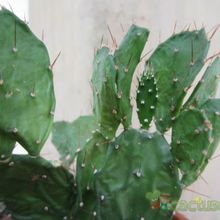 A photo of Brasiliopuntia brasiliensis