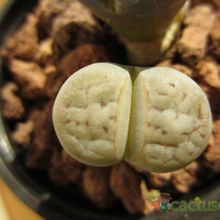 Una foto de Lithops karasmontana ssp. karasmontana