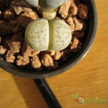 Una foto de Lithops karasmontana ssp. karasmontana