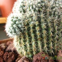 Una foto de Mammillaria albilanata ssp. albilanata