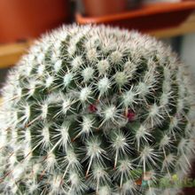 Una foto de Mammillaria albilanata ssp. albilanata