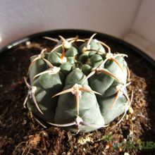 Una foto de Gymnocalycium ochoterenae subsp. vatteri