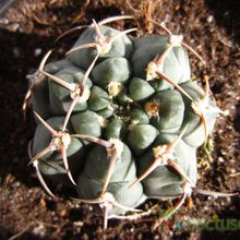 Una foto de Gymnocalycium ochoterenae subsp. vatteri