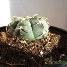 Una foto de Gymnocalycium ochoterenae subsp. vatteri