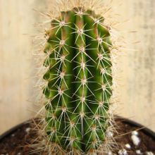 A photo of Pachycereus pringlei