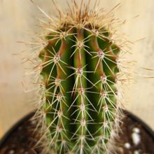 A photo of Pachycereus pringlei