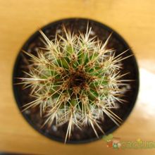 A photo of Pachycereus pringlei