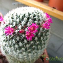 Una foto de Mammillaria albilanata ssp. albilanata