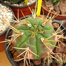 Una foto de Gymnocalycium eurypleurum