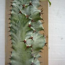 Euphorbia ingens fma. variegada