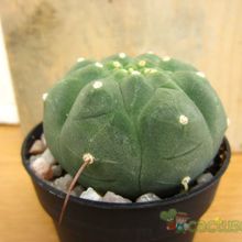 A photo of Matucana madisoniorum