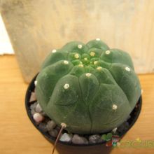 A photo of Matucana madisoniorum