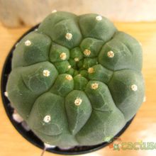 A photo of Matucana madisoniorum
