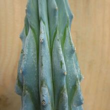 A photo of Myrtillocactus geometrizans fma. crestada