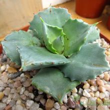 A photo of Agave potatorum cv. shoji raijin