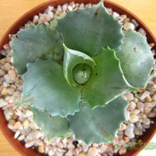 A photo of Agave potatorum cv. shoji raijin