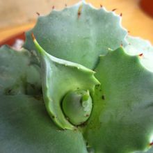 A photo of Agave potatorum cv. shoji raijin