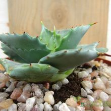 A photo of Agave potatorum cv. shoji raijin