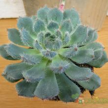 A photo of Echeveria setosa var. ciliata