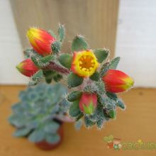 A photo of Echeveria setosa var. ciliata