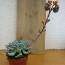 A photo of Echeveria setosa var. ciliata