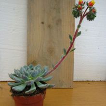 Una foto de Echeveria setosa var. ciliata