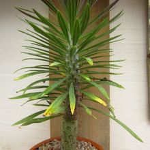 Una foto de Kleinia neriifolia