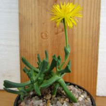 A photo of Rhombophyllum dolabriforme