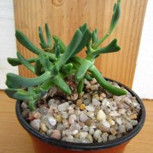A photo of Rhombophyllum dolabriforme