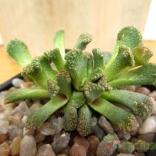 Una foto de Titanopsis calcarea