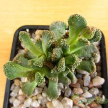 Una foto de Titanopsis calcarea
