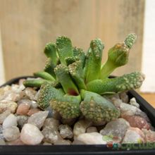 Una foto de Titanopsis calcarea