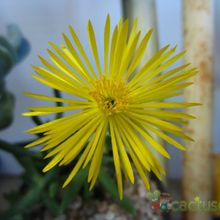 A photo of Rhombophyllum dolabriforme