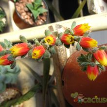 A photo of Echeveria setosa var. ciliata