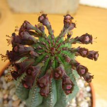 Una foto de Euphorbia cv. Willian Denton