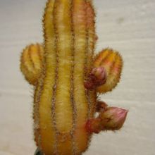 Una foto de Echinopsis chamaecereus (injertado)