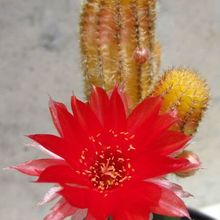 Una foto de Echinopsis chamaecereus (injertado)