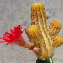 Una foto de Echinopsis chamaecereus (injertado)