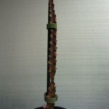 Una foto de Lepismium cruciforme