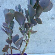 A photo of Kalanchoe fedtschenkoi